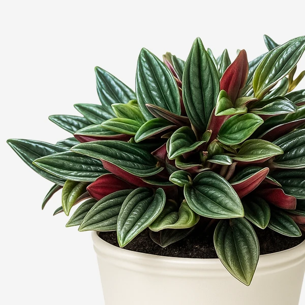 Peperomia Rosso plant with dark green, red-backed leaves in a cream pot.