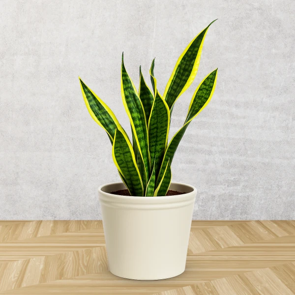 Snake plant with green and yellow striped leaves in a cream pot on a wooden floor.