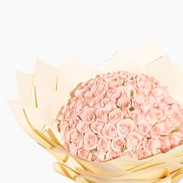 A lush bouquet of 100 light pink roses wrapped in soft cream paper.
