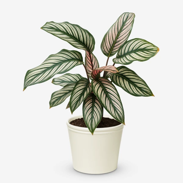 Pinstripe Calathea plant with striped green and pink leaves in a white pot.
