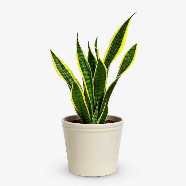 Potted snake plant with tall, variegated green and yellow leaves against a white background.