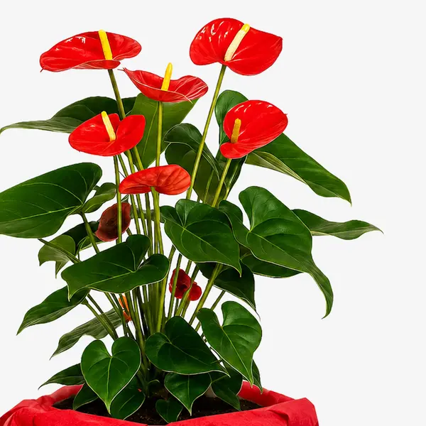 Red Anthurium Plant 2