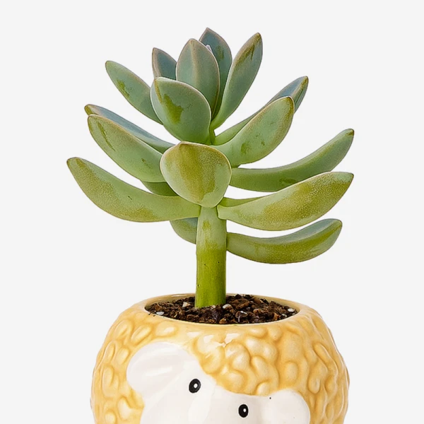 A succulent plant with thick, blue-green leaves in a yellow, fuzzy animal pot.