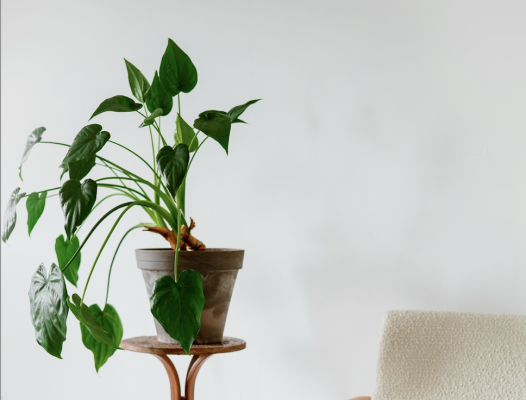 Bring Good Fortune Home: 7 Lucky Plants and Flowers to Attract Wealth, Positivity, and Prosperity