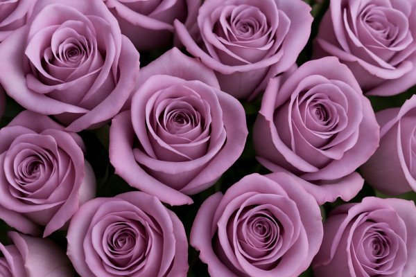 Expression Roses Purple The Meaning of Purple Roses: A Flower of Enchantment, Admiration, and ...