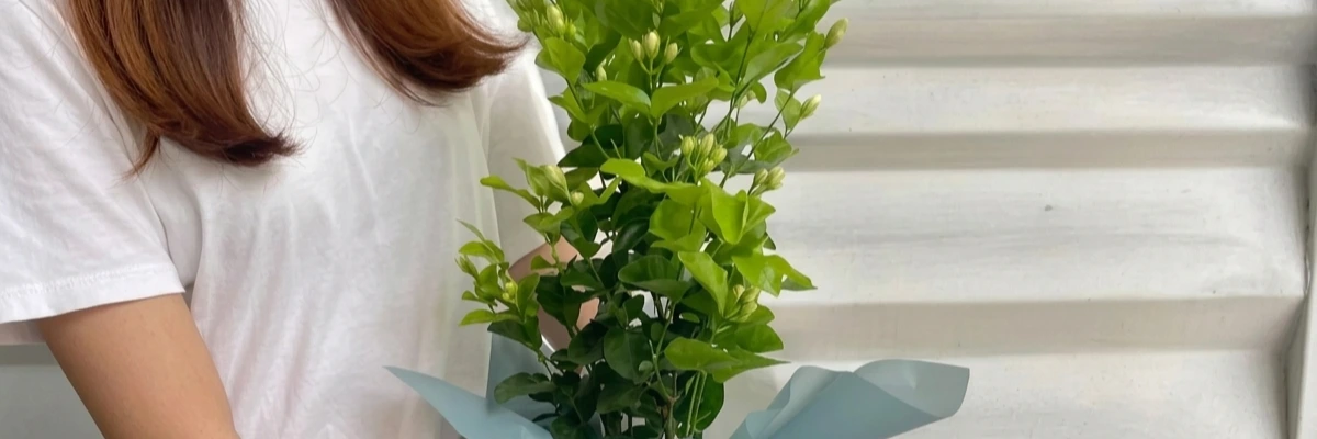 A woman with long brown hair wearing a white t-shirt holds a large, leafy green jasmine plant wrapped in light blue paper at its base. The plant features vibrant green leaves and numerous small, white flower buds waiting to bloom. The background consists of light, textured stone or concrete steps, captured in soft, natural lighting.