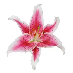 Add One Lily.