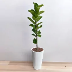 Banyan Tree Plant