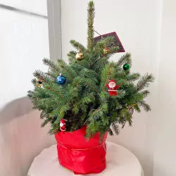 Christmas Tree