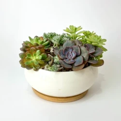 The Cozy Succulent Bowl