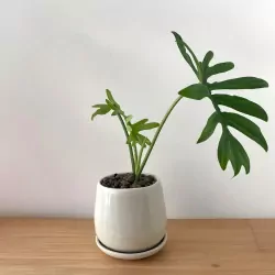 Philodendron Indoor Plant