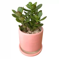 Jade in Pink Plant - Potico.co.th | Same-Day Flower Delivery | Best ...