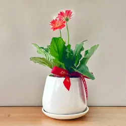 Gerbera Bella Flower Plant