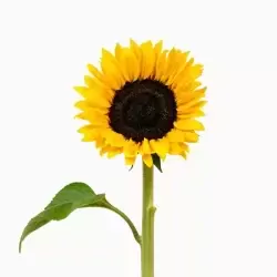 Add 1 Sunflower
