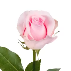 Add One Pink Rose.