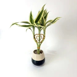 Golden Heart Lucky Bamboo