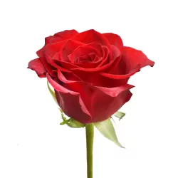 Add One Rose.
