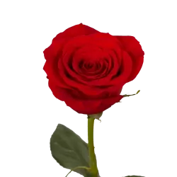 Add 1 Rose