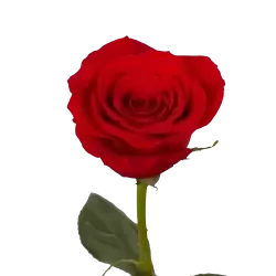 Add 1 Red Rose