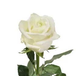 Add One White Rose.