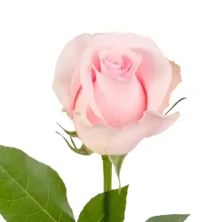 Add 1 Pink Rose