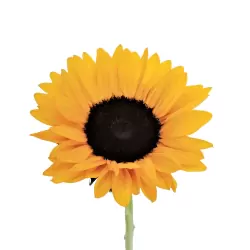 Add One Sunflower.
