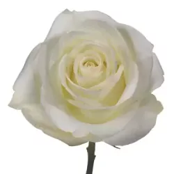 Add 1 White Rose