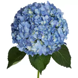 Add On One Hydrangea.