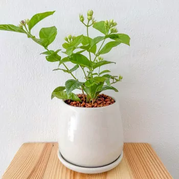 Jasminum Sambac Plant