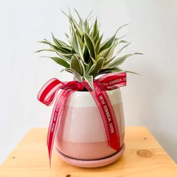 Belgian Evergreen Plant Pink Pot