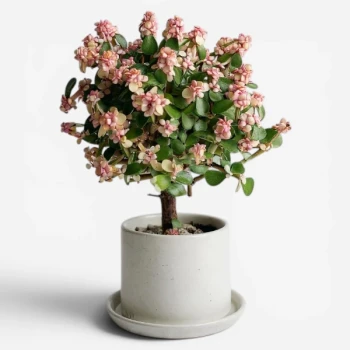 Pink Elephant Bush Plant