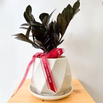 Zanzibar Gem Plant White Pot