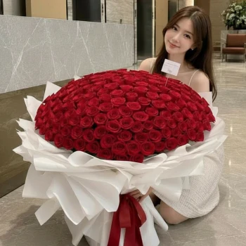 520 Roses I Love You So