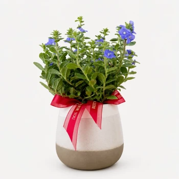 Ground Morning Glory Plant
