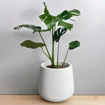 Monstera Indoor Plant