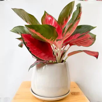 Aglaonema Super Red Star Plant