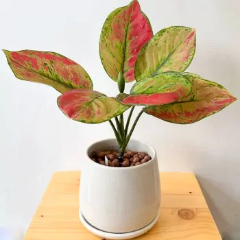 Aglaonema "Mahaseedtee" Plant