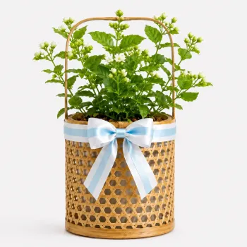 Jasminum Sambac