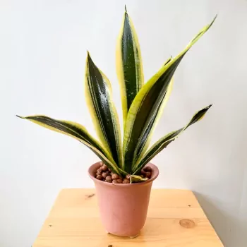 Dracaena trifasciata Plant (Snake Plant)