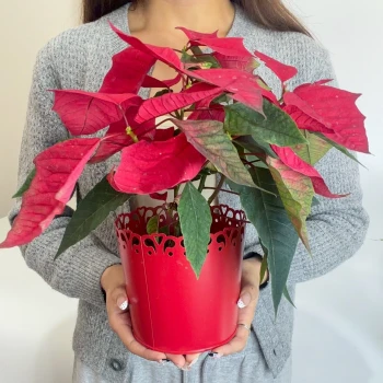 Christmas Red Star Plant