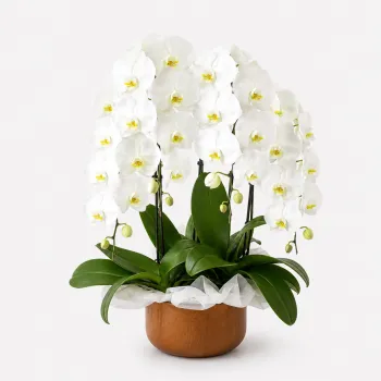 Majestic Orchids Vase