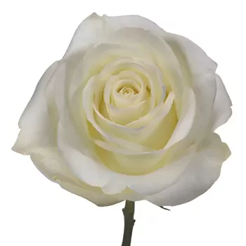 Add 1 White Rose
