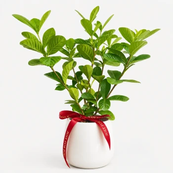 Gardenia Flower Plant