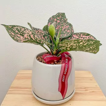 Aglaonema Money Auspicious Plant