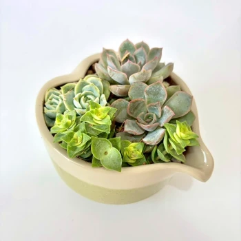 Succulent Heart Garden
