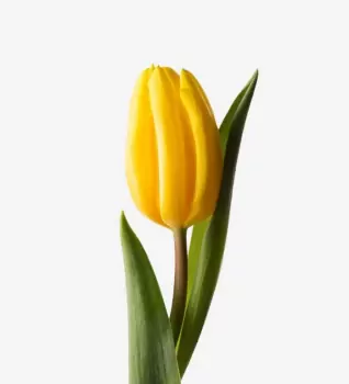 Add 1 Yellow Tulip.
