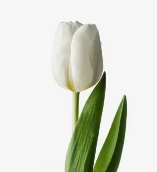 Add 1 White Tulip.