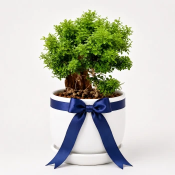 Murraya Paniculata Bonsai Plant