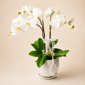 Unity in White Orchid