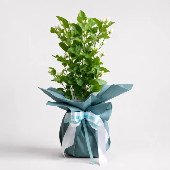 Jasmine Tree Small Plant